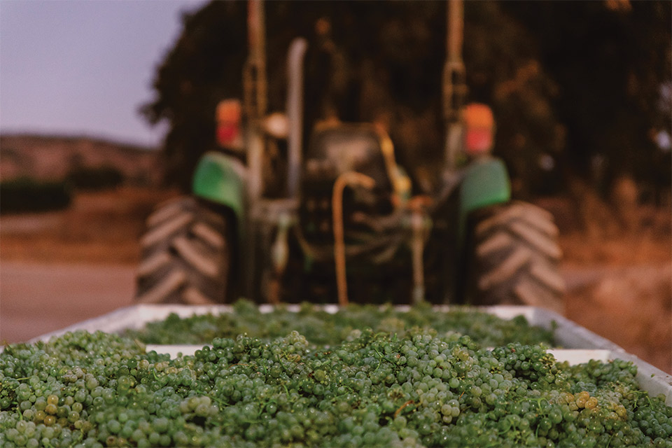 Grapes in Bin behind tractor